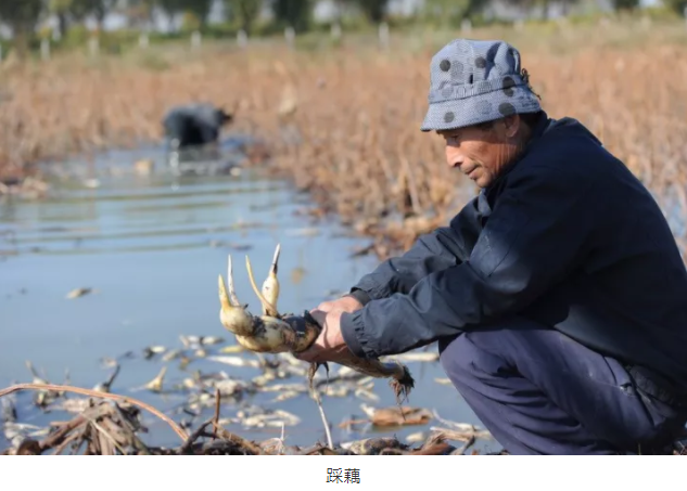 手工制藕粉，做出地道味！马踏湖区数百年历史的传统工艺