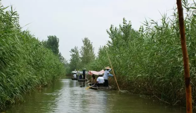 淄博人都知道的马踏湖金丝鸭蛋，你吃过吗