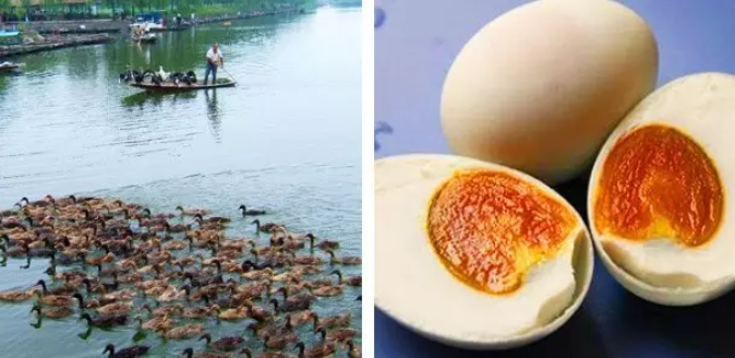 马踏湖金丝鸭蛋.png